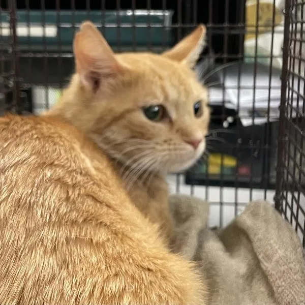 A young small-sized female Domestic Short Hair cat named Squash for adoption in Des Moines, IA