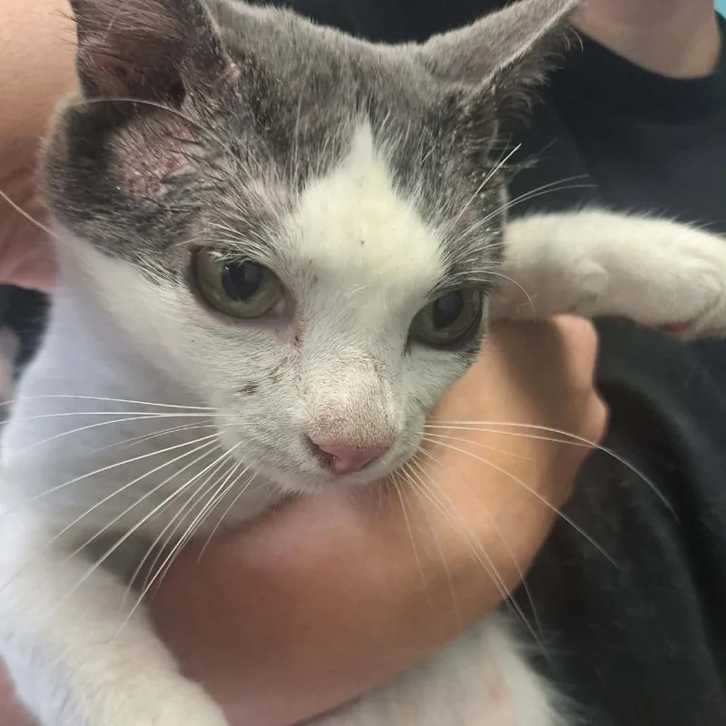 An adult medium-sized male White Domestic Short Hair cat named Bronx for adoption in Madill, OK
