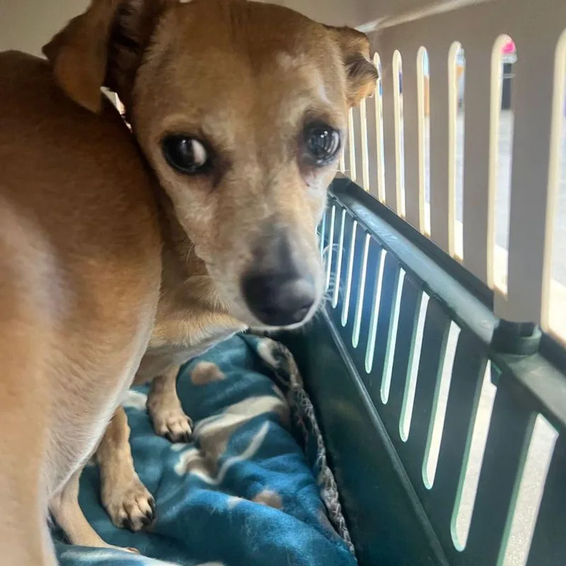 A senior small-sized female Chihuahua dog named Honey for adoption in Kingman, AZ
