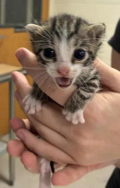 A baby small-sized female Domestic Short Hair cat named Boo for adoption in Gainesville, FL