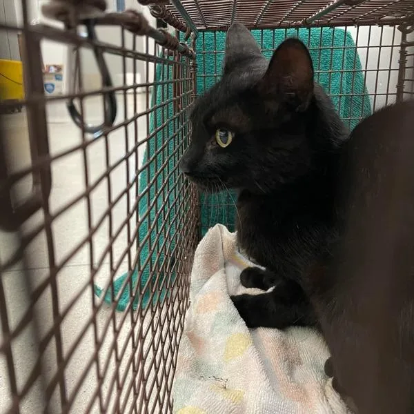 An adult small-sized male Domestic Short Hair cat named Kelvin for adoption in Des Moines, IA