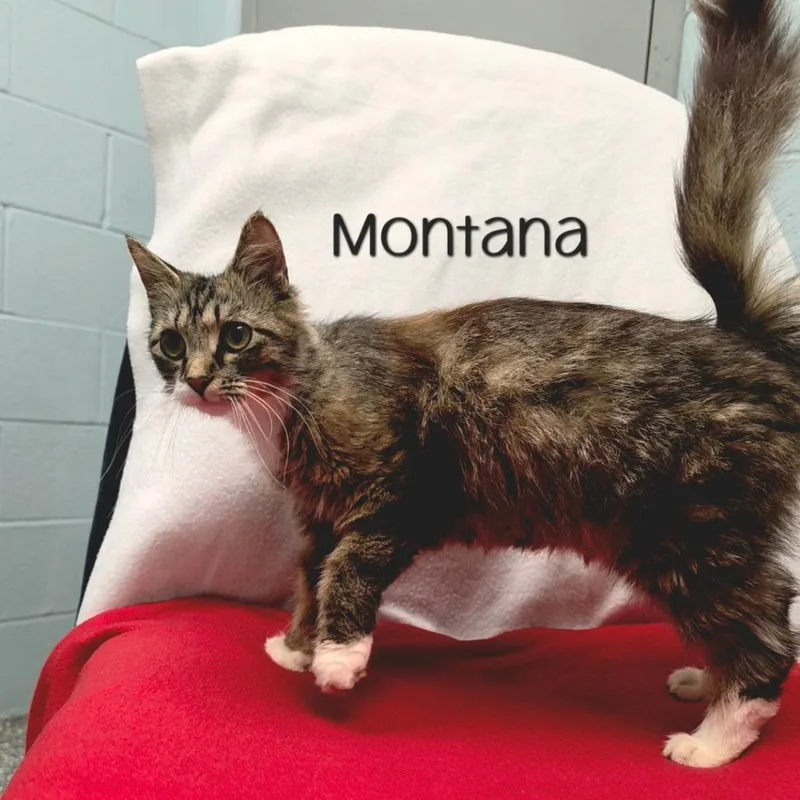 Montana thumbnail 2