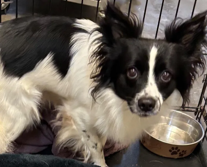 A young small-sized male Papillon dog named Scrappy for adoption in Elizabethton, TN
