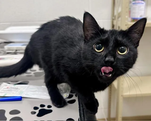 A young medium-sized female Domestic Short Hair cat named Marjorie for adoption in Derwood, MD
