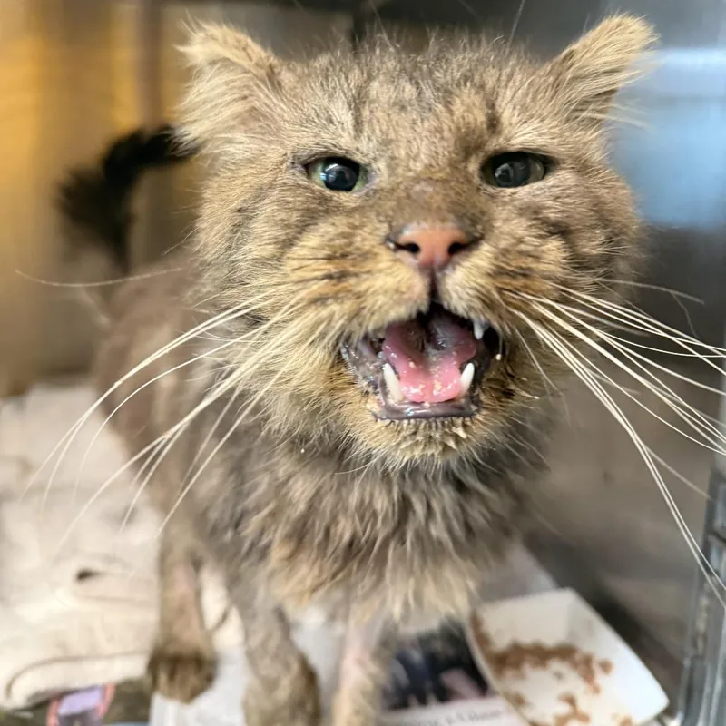 An adult large-sized male Gray / Blue / Silver Domestic Short Hair cat named Norman for adoption in Los Angeles, CA