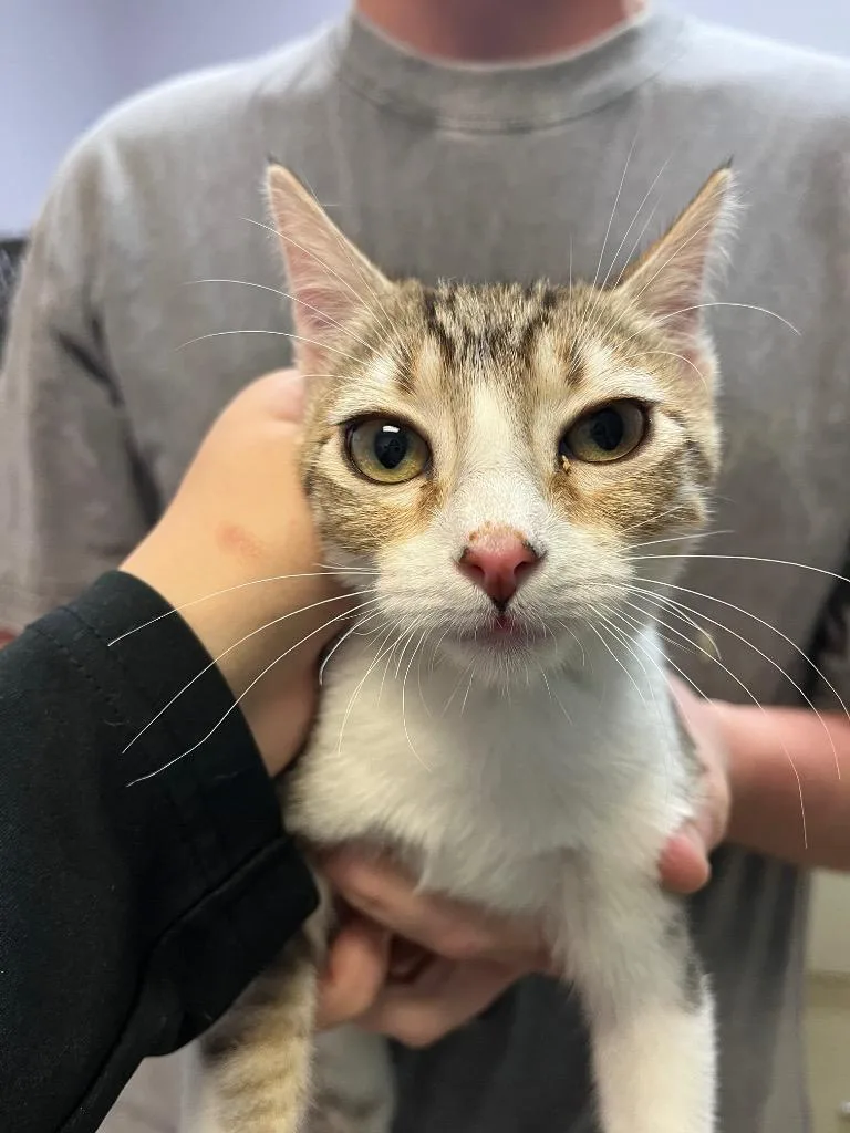 A baby medium-sized female Domestic Short Hair cat named Marge for adoption in New Braunfels, TX