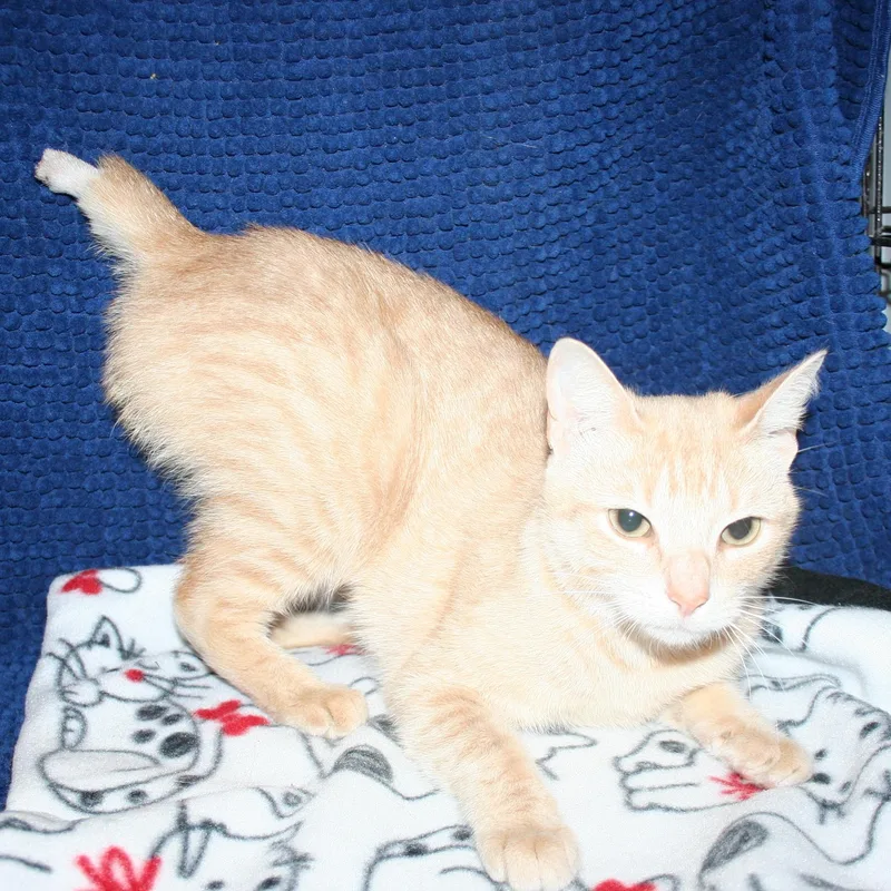A baby medium-sized female Tabby (Buff / Tan / Fawn) Domestic Short Hair cat named Miss Sammie for adoption in Howell, MI