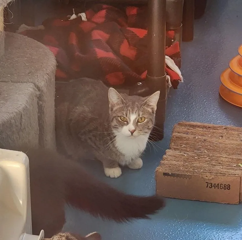 An adult medium-sized female Domestic Short Hair cat named Daisy for adoption in Muskegon, MI