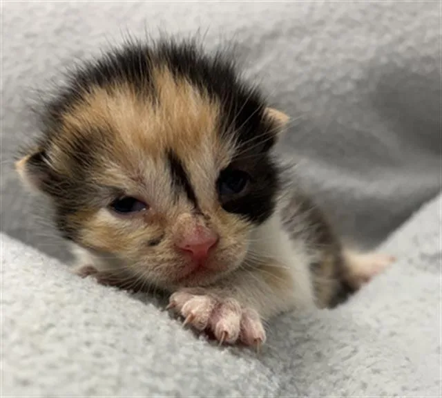 A baby small-sized female Domestic Short Hair cat named Bluebell for adoption in Rosenberg, TX