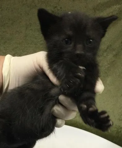 A baby small-sized female Domestic Short Hair cat named Hershey for adoption in Riverside, CA