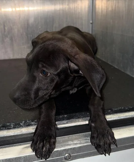 A baby small-sized female Labrador Retriever dog named Lana for adoption in San Antonio, TX