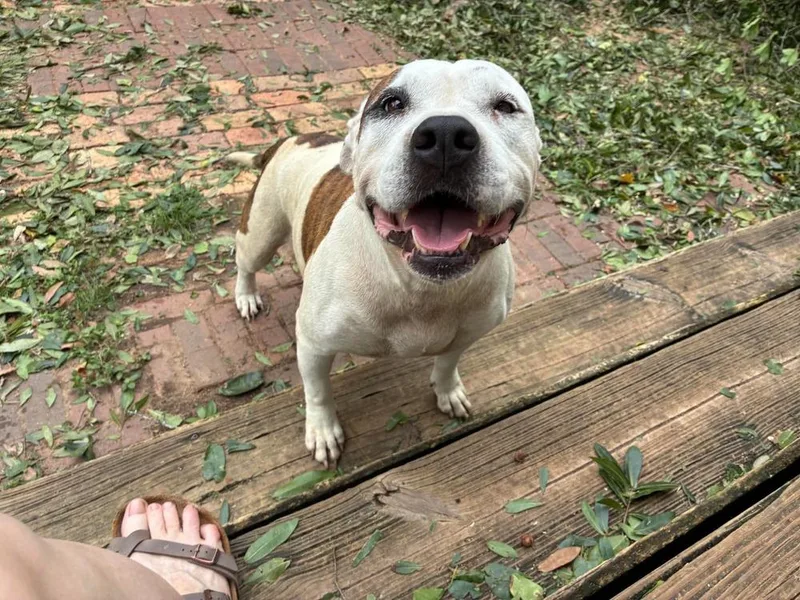 An adult medium-sized male American Bulldog dog named Rocky for adoption in Milton, FL