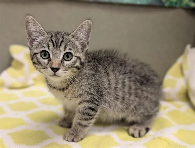 A baby small-sized female Domestic Short Hair cat named Lily for adoption in Moreno Valley, CA