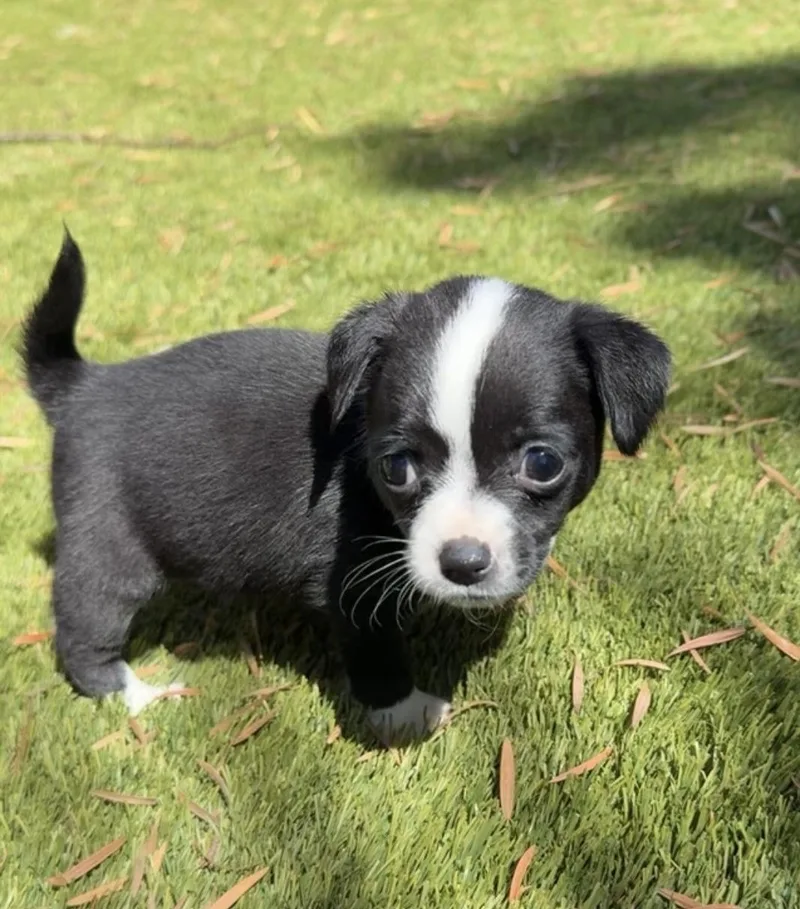 A baby small-sized male Chihuahua dog named Ranger for adoption in Penryn, CA