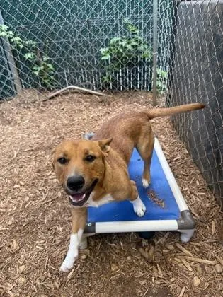 An adult medium-sized male Cardigan Welsh Corgi dog named Socks for adoption in Cumming, GA