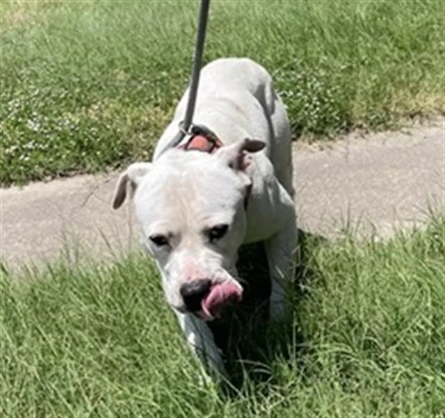 A young medium-sized male Pit Bull Terrier dog named Burger King for adoption in Killeen, TX