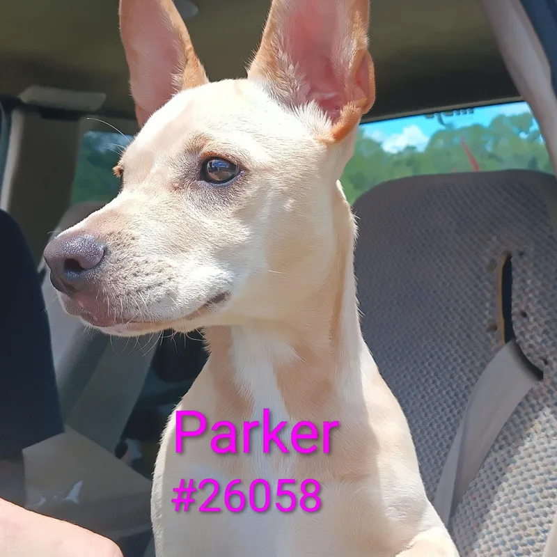A young small-sized female Mixed Breed dog named Parker for adoption in Mexia, TX