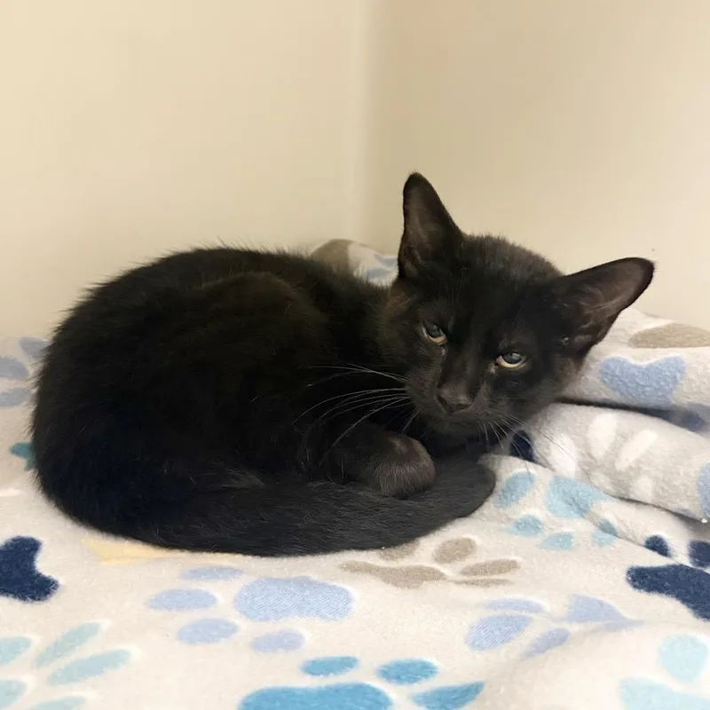 A baby small-sized male Black Domestic Short Hair cat named Ghost for adoption in Caryville, TN