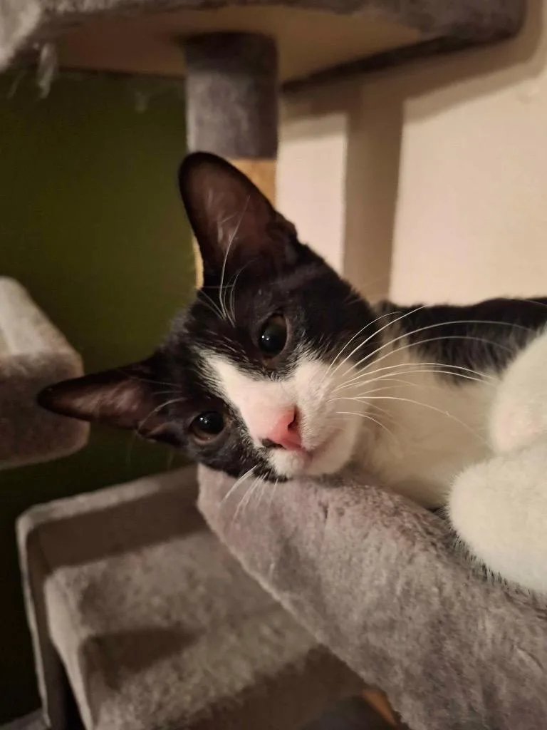 A baby medium-sized male Domestic Short Hair cat named Oreo for adoption in San Antonio, TX