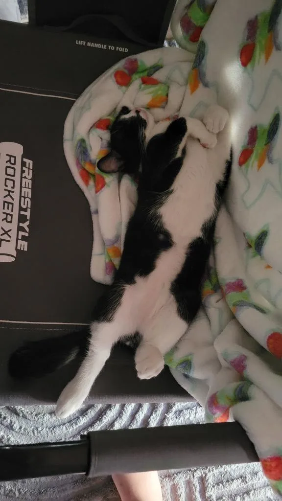 Oreo thumbnail 2