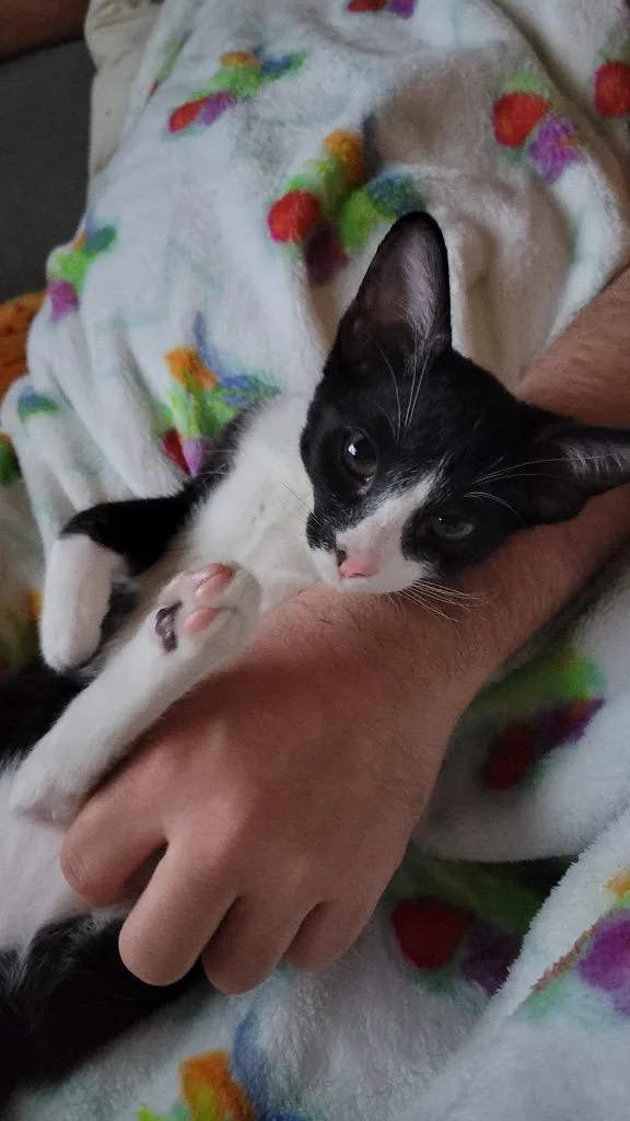 Oreo thumbnail 3