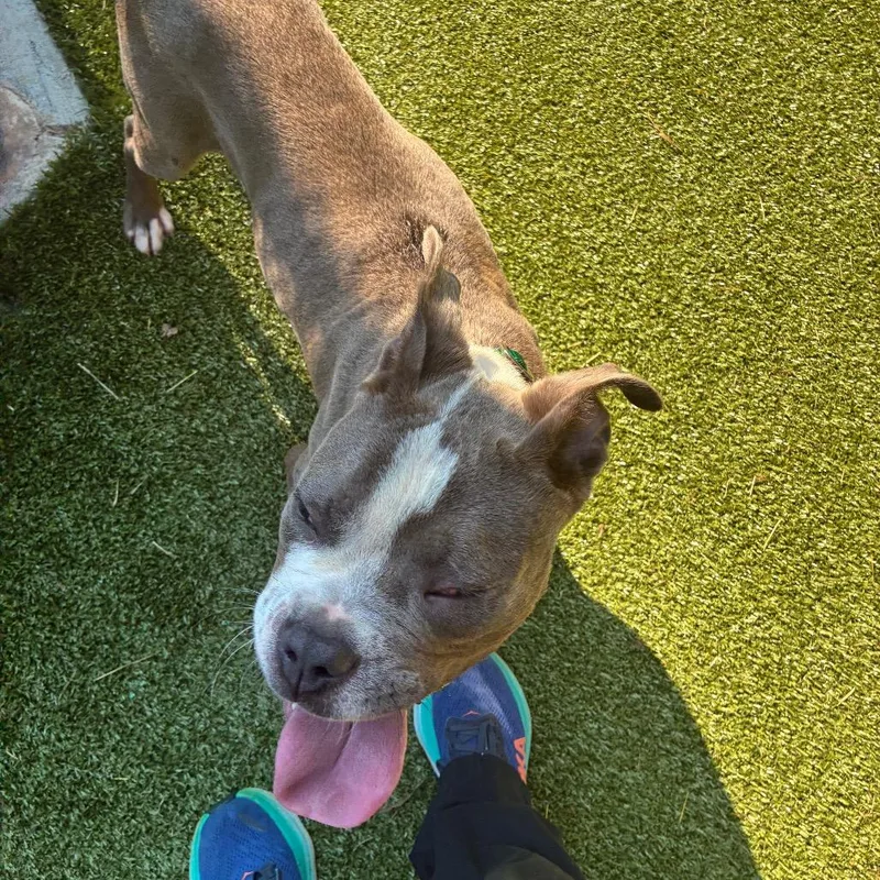 An adult medium-sized male Gray / Blue / Silver Pit Bull Terrier dog named Revali for adoption in Greensboro, NC