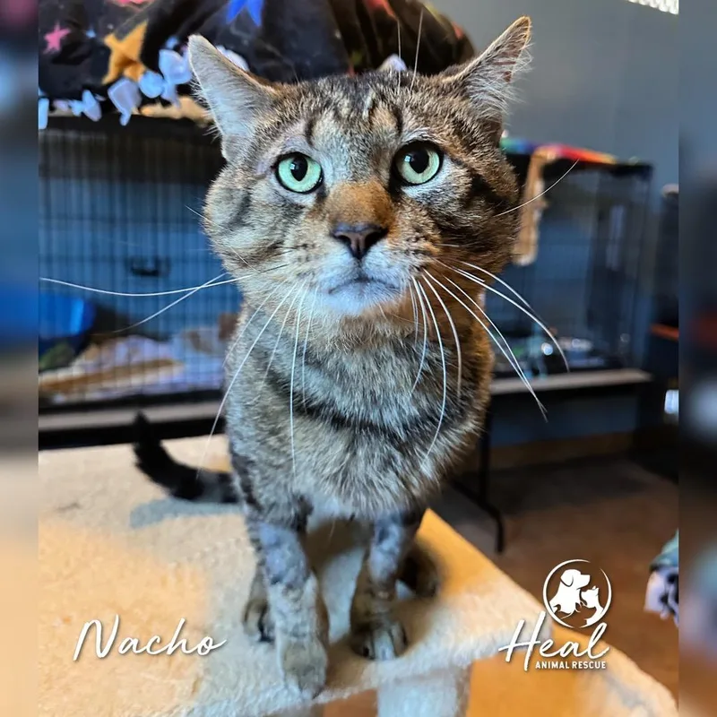 An adult large-sized male Brown / Chocolate Domestic Short Hair cat named Nacho for adoption in Youngwood, PA