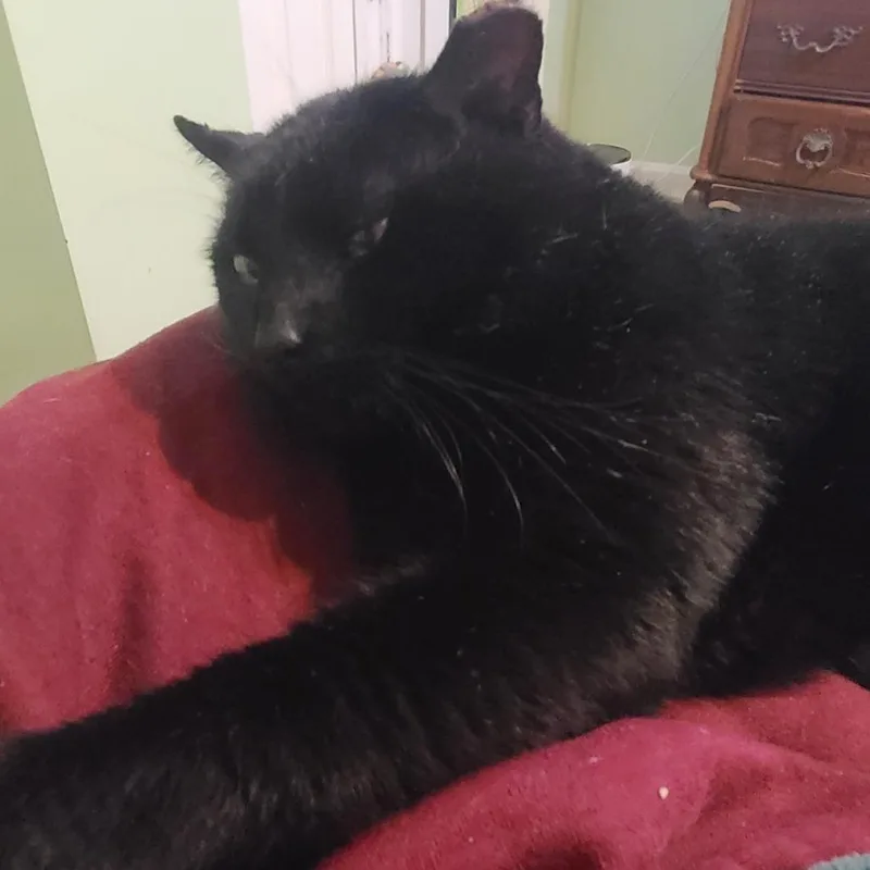 A senior small-sized male Black Domestic Short Hair cat named Waldo for adoption in Abingdon, MD