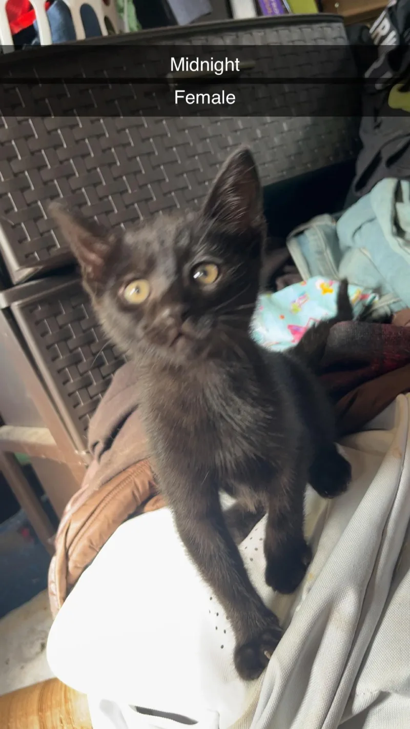 A baby small-sized female Black Domestic Short Hair cat named Midnight for adoption in Johnson City, TN