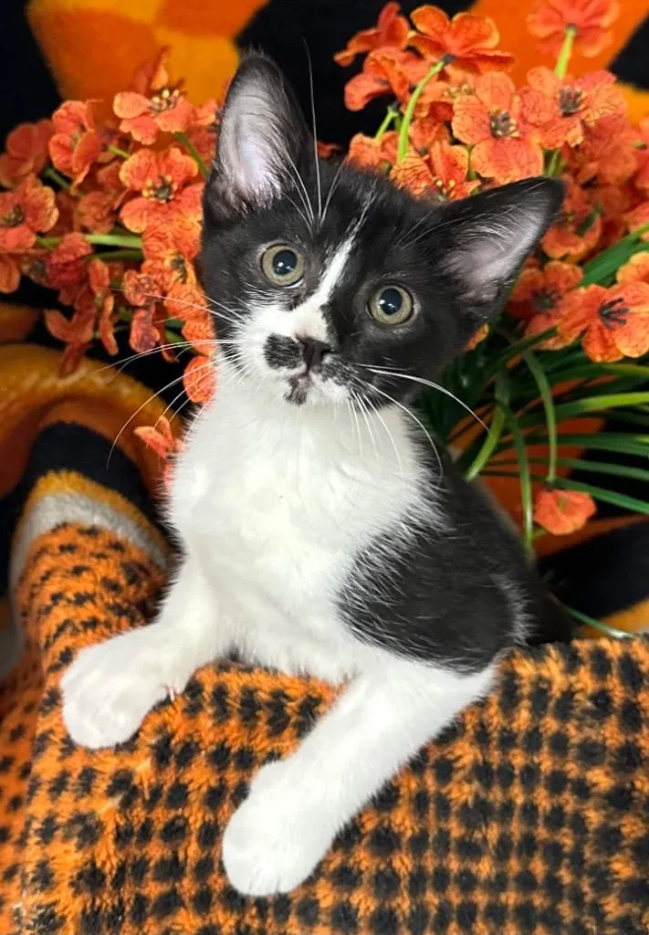 A baby small-sized female Domestic Short Hair cat named Stormy for adoption in Stillwater, OK