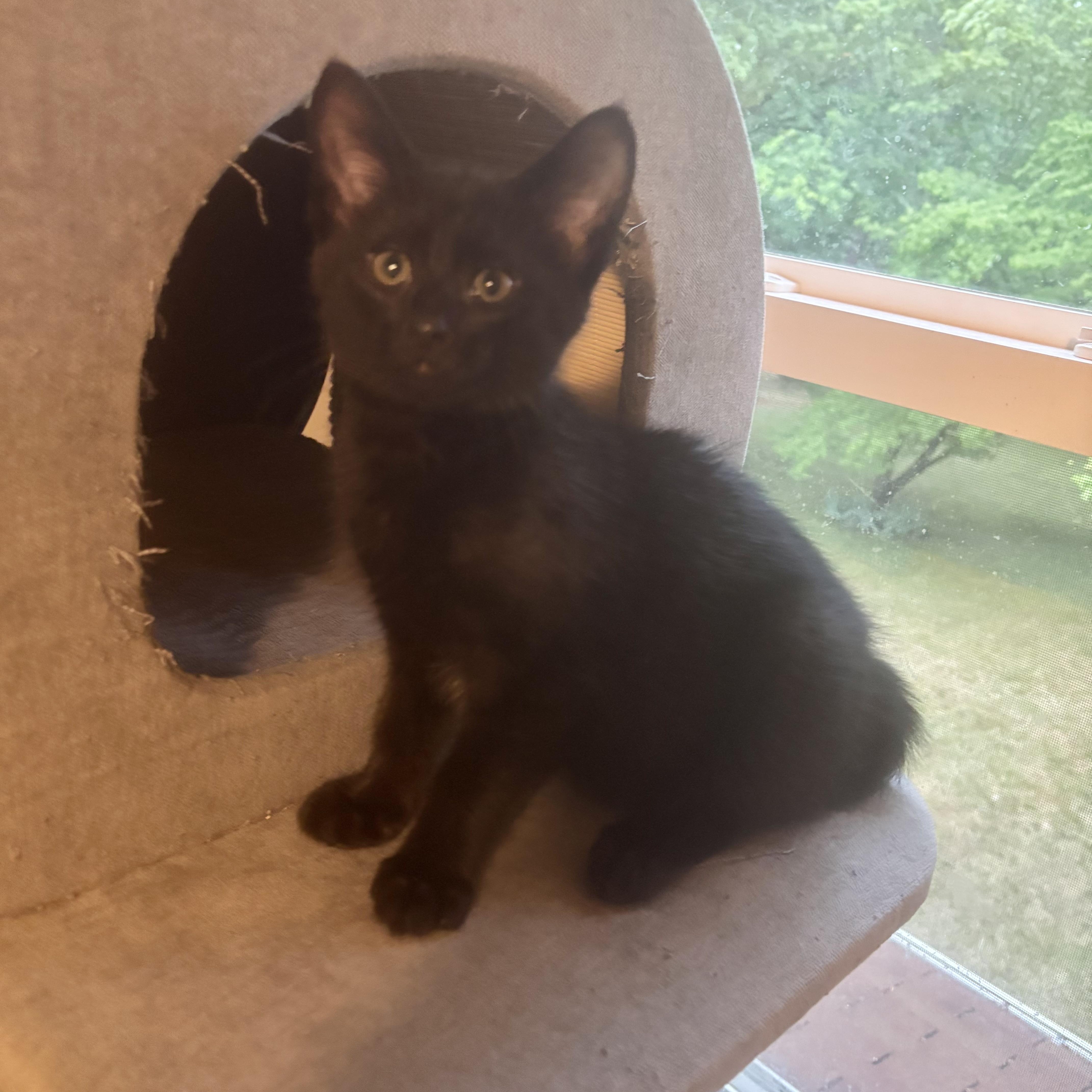 A baby medium-sized male Black Domestic Short Hair cat named Max Darling for adoption in Richmond, VA