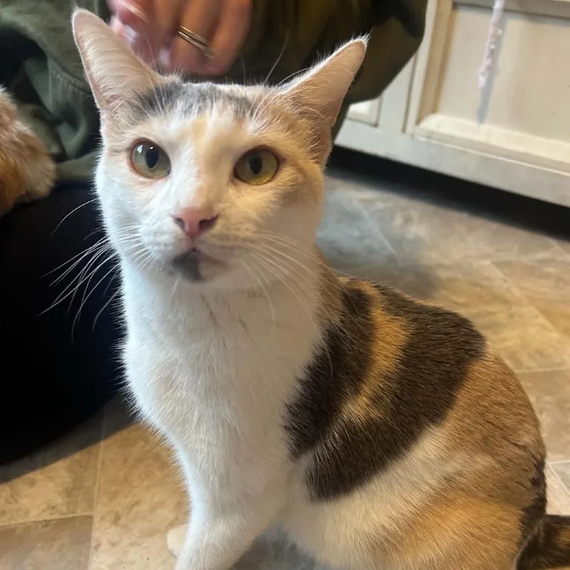 A young small-sized female Calico Domestic Short Hair cat named Myra for adoption in Woodbury, NJ