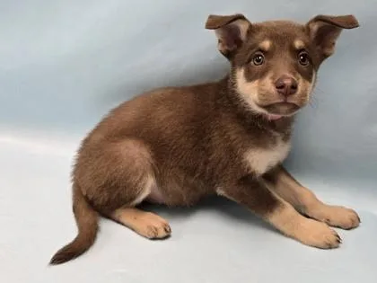 A baby small-sized female German Shepherd Dog dog named Koa for adoption in Coon Rapids, MN
