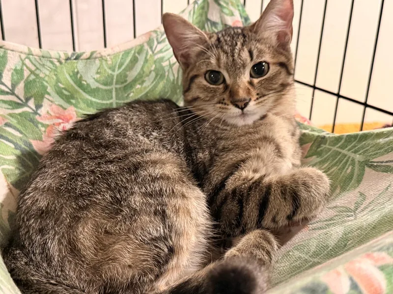 Sabrina