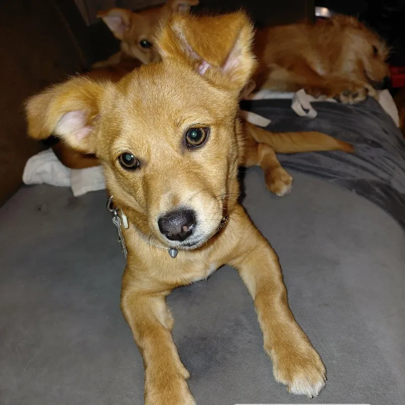 Gilligan Pf thumbnail 2