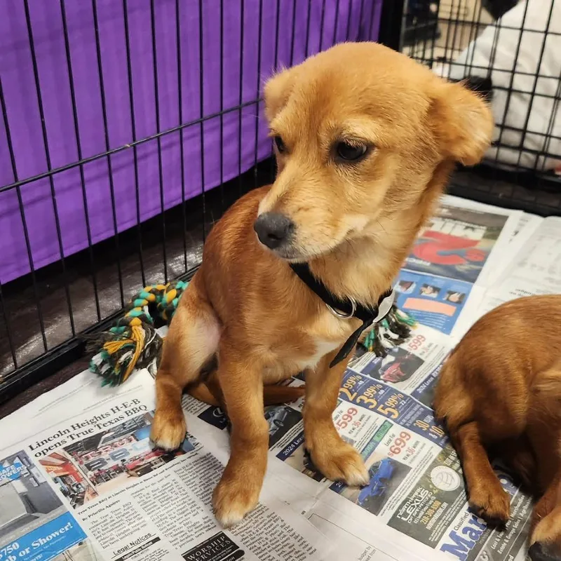 Gilligan Pf thumbnail 4