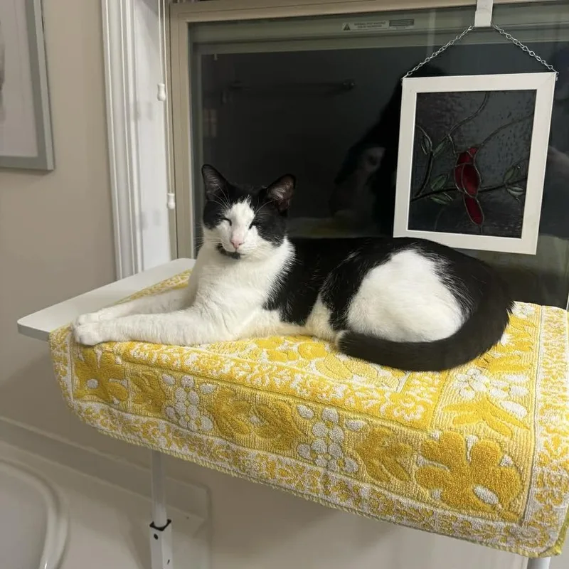 A young large-sized male Black & White / Tuxedo Domestic Short Hair cat named Stanley for adoption in Raleigh, NC