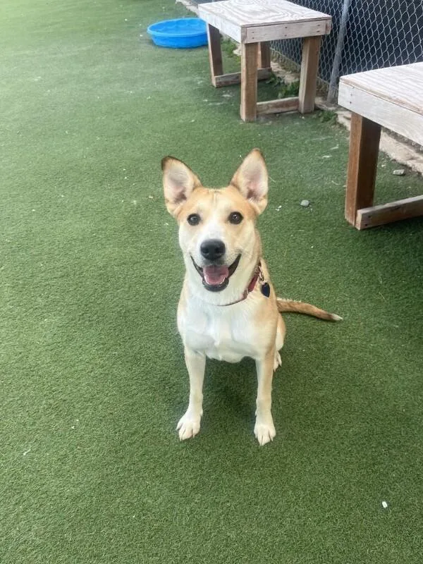 An adult medium-sized female Carolina Dog dog named Sunny for adoption in Fruit Heights, UT