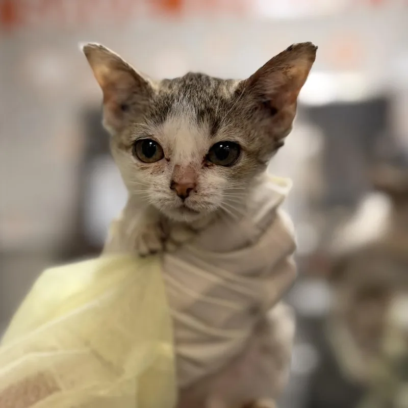 A baby small-sized female Brown / Chocolate Domestic Short Hair cat named Scampi for adoption in Houston, TX