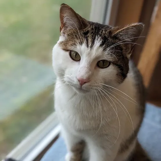 Long John thumbnail 2