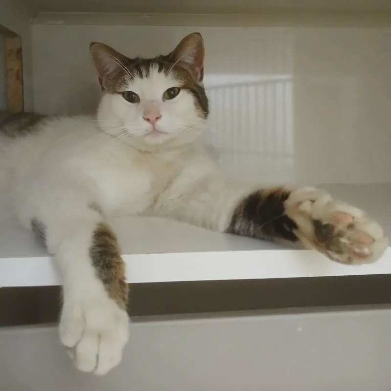 Long John thumbnail 4