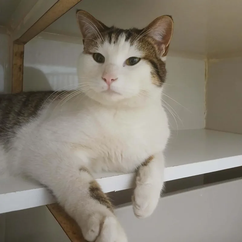 Long John thumbnail 5