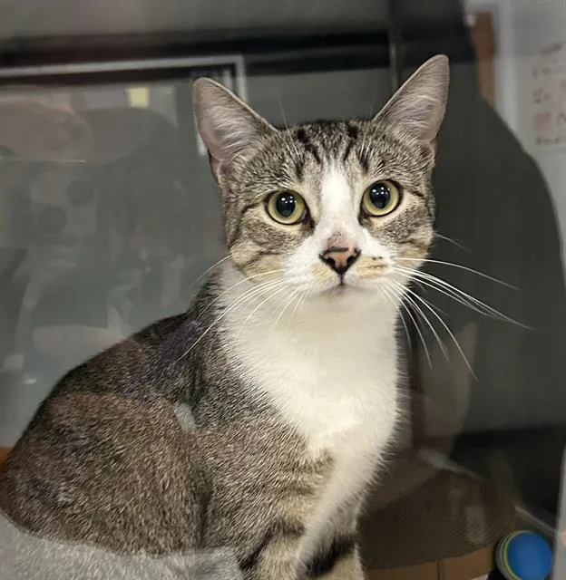 A young small-sized female Domestic Short Hair cat named Maddie for adoption in Santa Cruz, CA