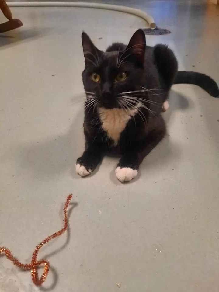 A young medium-sized male Black & White / Tuxedo Domestic Short Hair cat named TobiSponsorship Me! for adoption in Detroit Lakes, MN