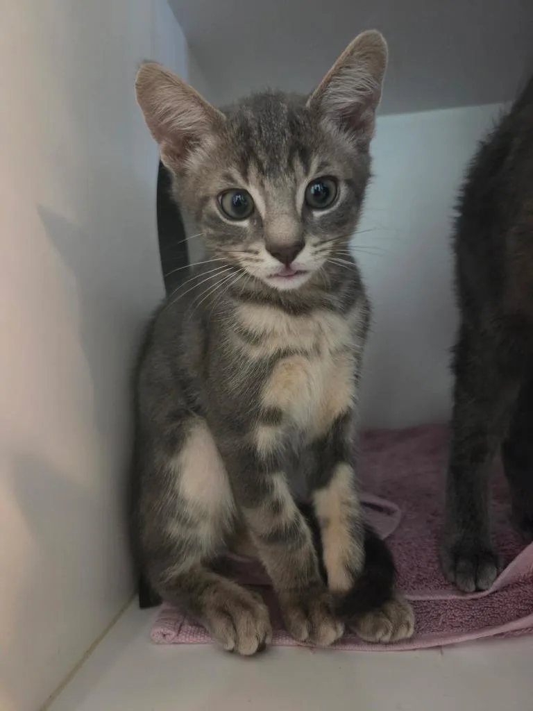 A baby medium-sized male Domestic Short Hair cat named Taz for adoption in Hyde Park, NY