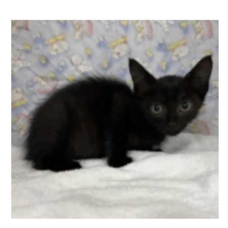 A baby small-sized male Black Domestic Short Hair cat named Baker for adoption in Tampa, FL