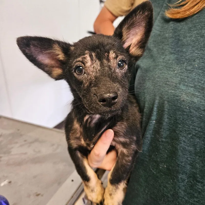 A baby small-sized male Chihuahua dog named Brantly for adoption in Hattiesburg, MS