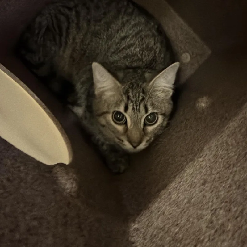 A young medium-sized female Brown / Chocolate Domestic Short Hair cat named Star for adoption in Birmingham, AL