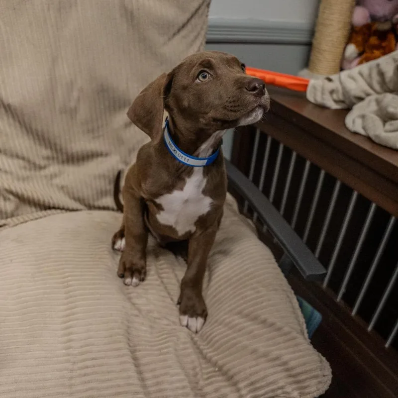 A baby medium-sized male Brown / Chocolate Labrador Retriever dog named Milki for adoption in Pawling, NY