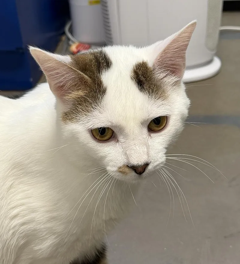 An adult large-sized male Black & White / Tuxedo Domestic Short Hair cat named Ben Wyatt for adoption in Cary, NC